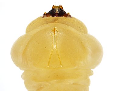 Microcastalia globithorax, PL4188, larva, from Leptomeria aphylla (PJL 3312), dorsal, SE, 27.8 × 5.0 mm